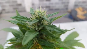 Resumen diario de noticias de la planta #cannabis 12 MARZO 2025