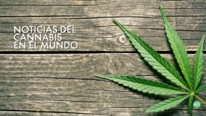 Resumen diario de noticias de la planta #cannabis 20 de mayo 2025