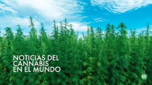 Resumen de noticias de cannabis 11 de junio 2025